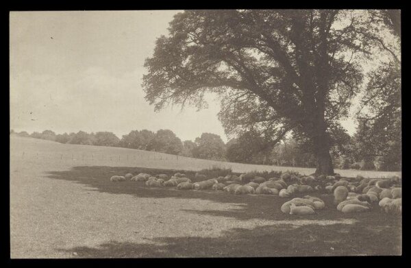 Gale, Lt. Col. Joseph, Sheep lying in the shade