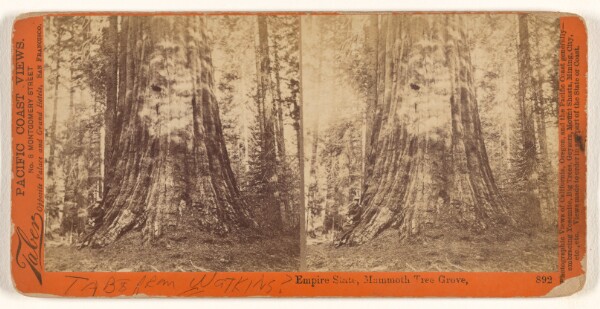 Carleton Watkins, Empire State, Mammoth Tree Grove.