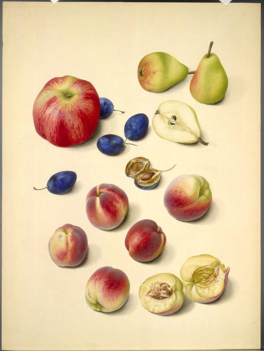 KatharinaFreiinvonRöthlein, Apfel, Birne, Zwetschge, Pfirsich