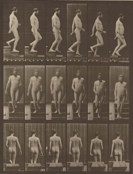 Eadweard J. Muybridge, Animal Locomotion
