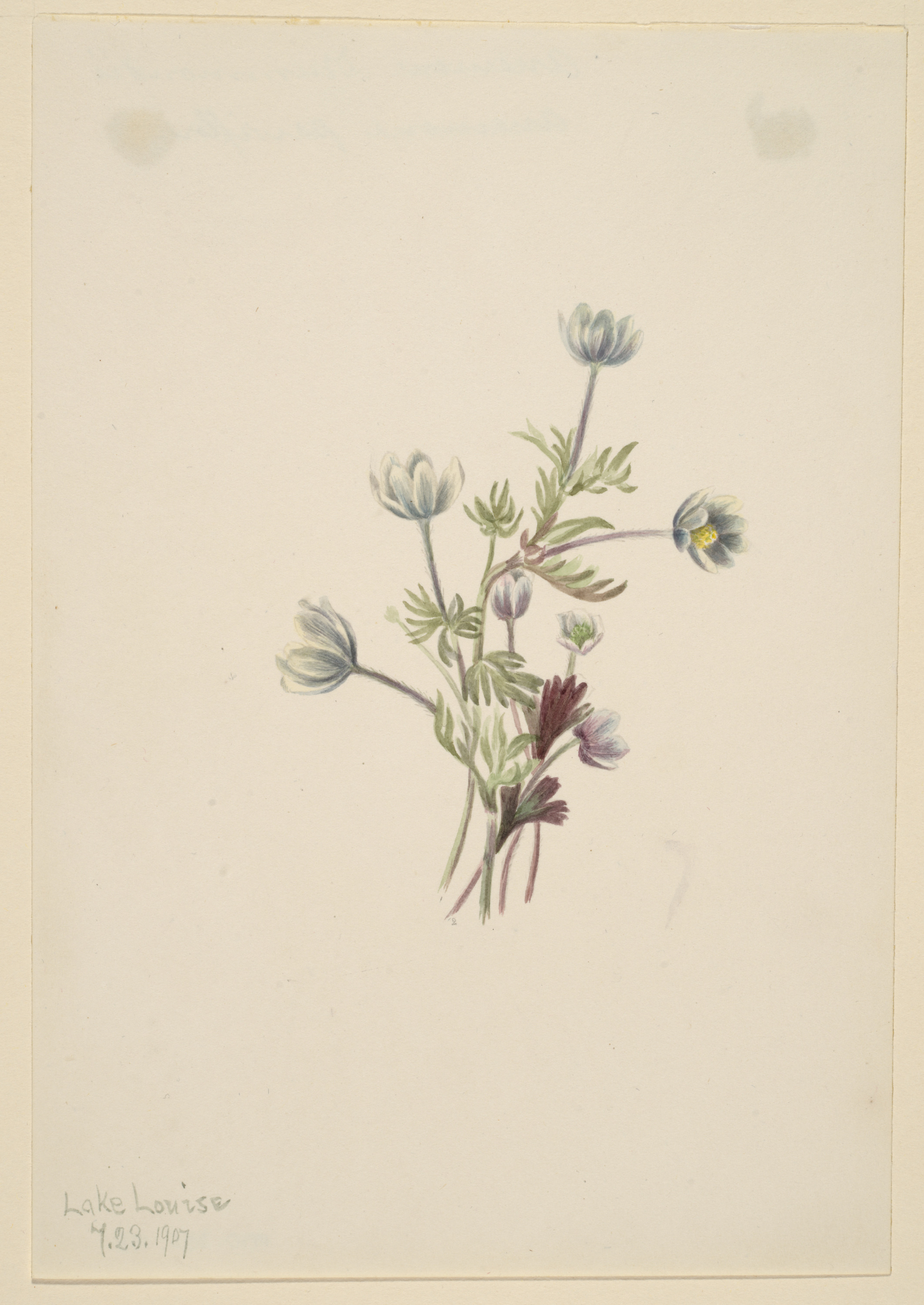 Mary Vaux Walcott, Anemone (Anemone drummondii)