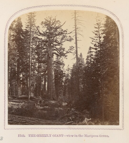 Thomas Houseworth, The Grizzly Giant — view in the Mariposa Grove
