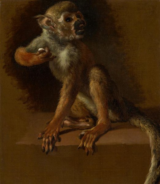 Jan Weenix, A Seated Monkey