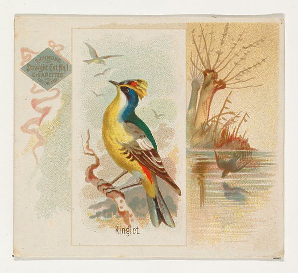 Allen & Ginter, Kinglet, from the Song Birds of the World series (N42) for Allen & Ginter Cigarettes