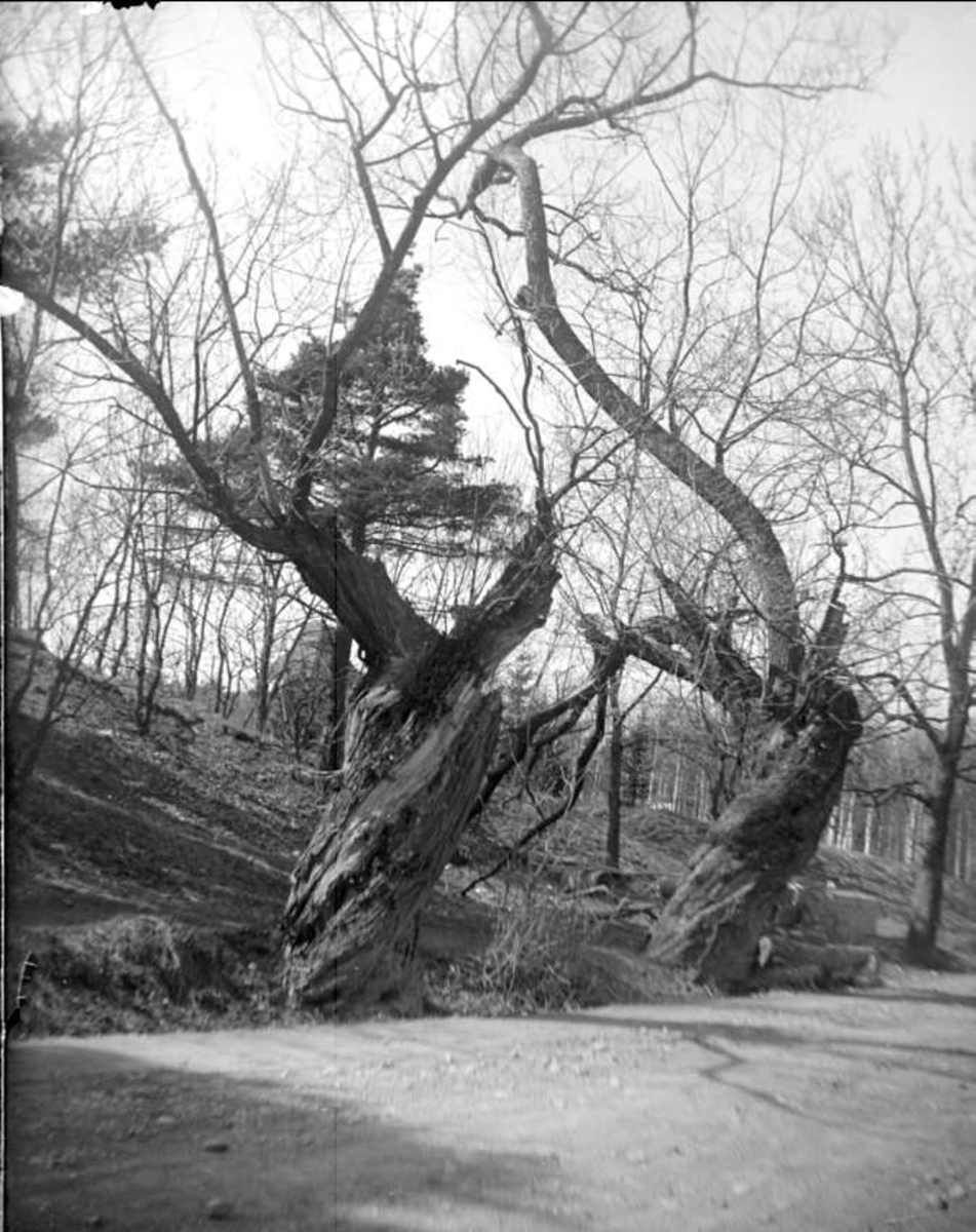 August Fredrik Schagerström, "Upsala. Gamla pilar vid Eklundshofsvägen", Polacksbacken, Kronåsen, Uppsala april 1924