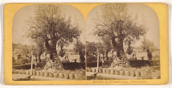 Unknown, [Garden of Gethsemane, Jerusalem]