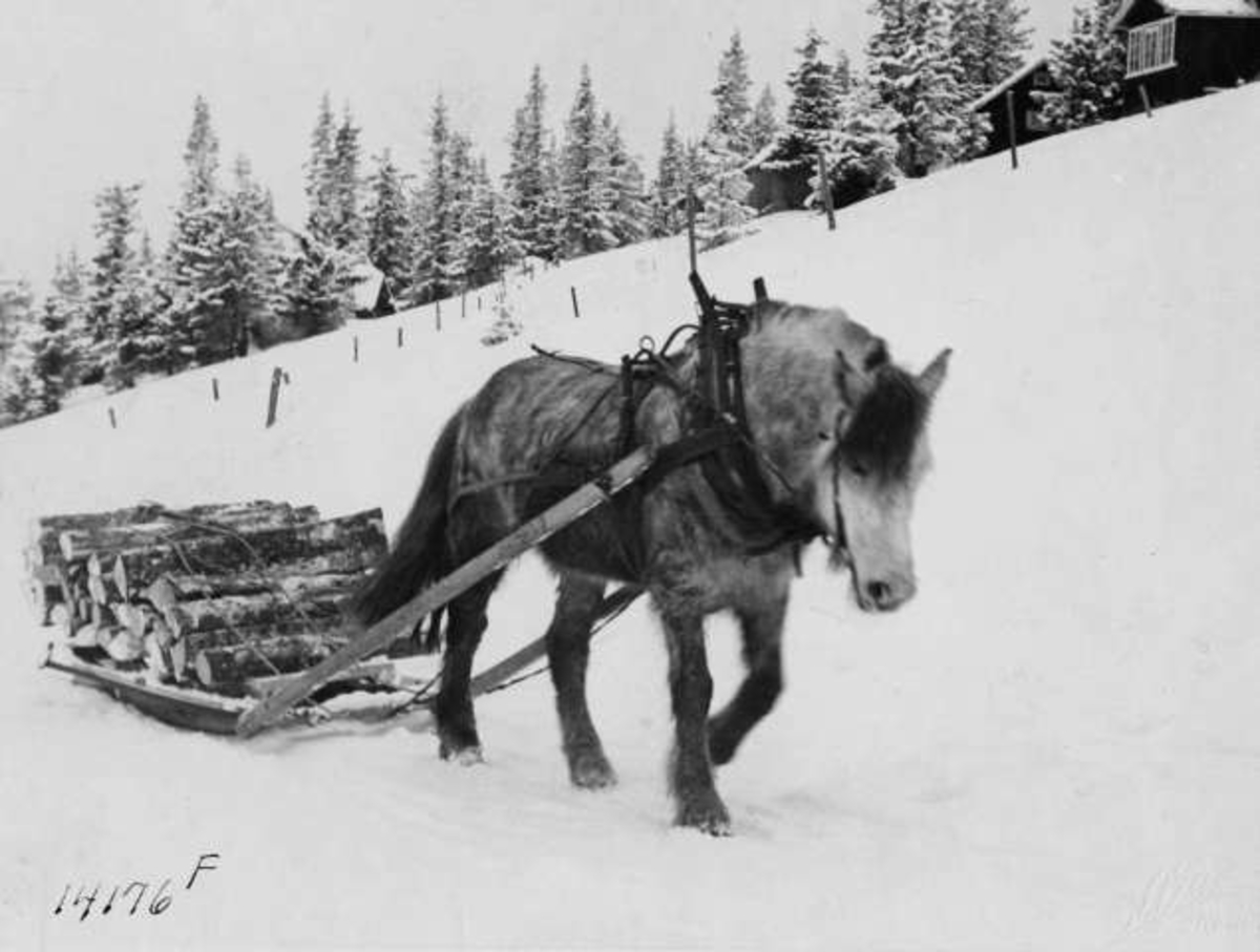 Anders Beer Wilse, -8576
