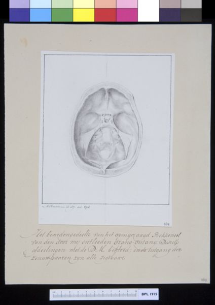 M Houtman, Animals: ape, skull