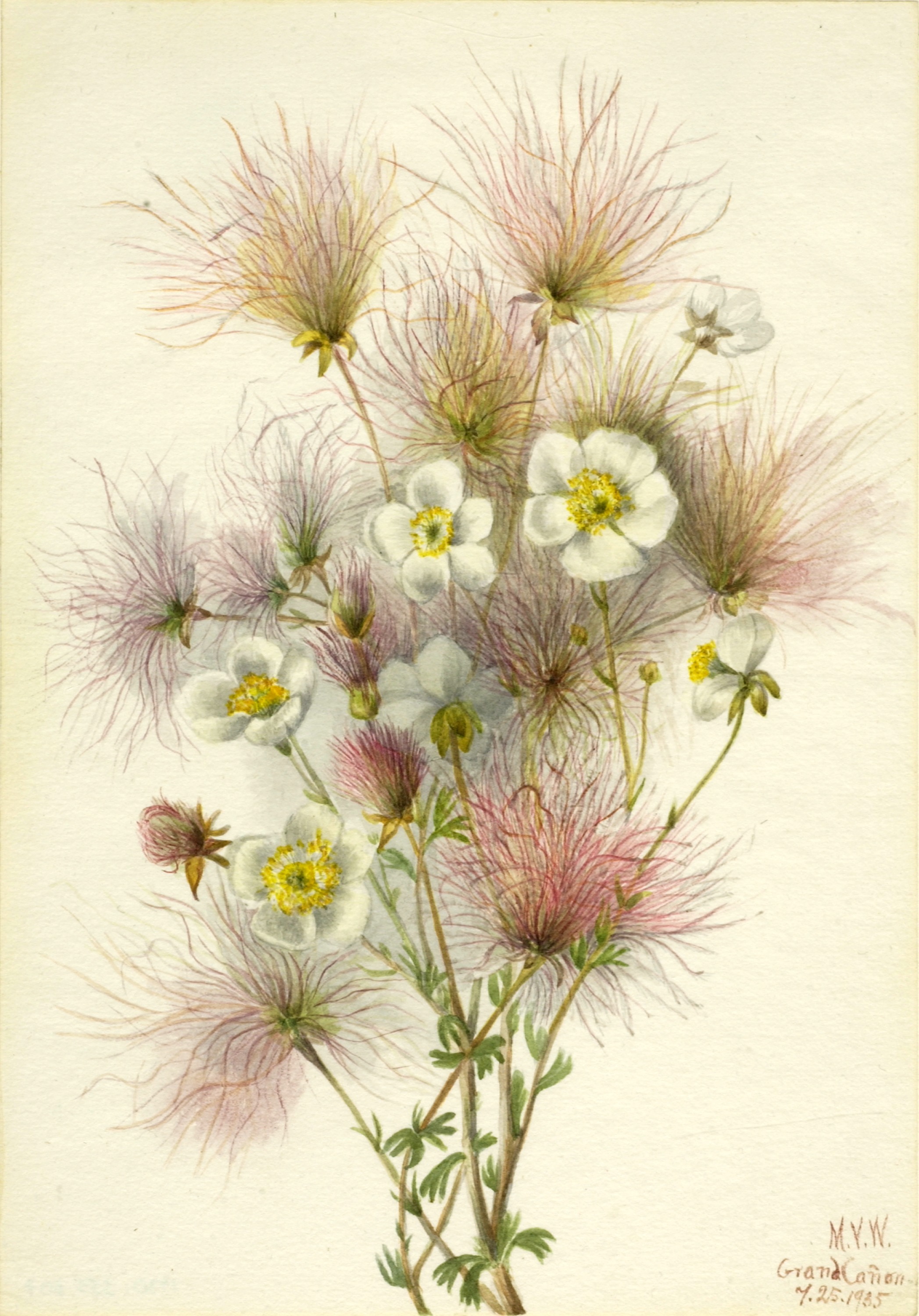 Mary Vaux Walcott, Apache Plume (Fallugia paradoxa)