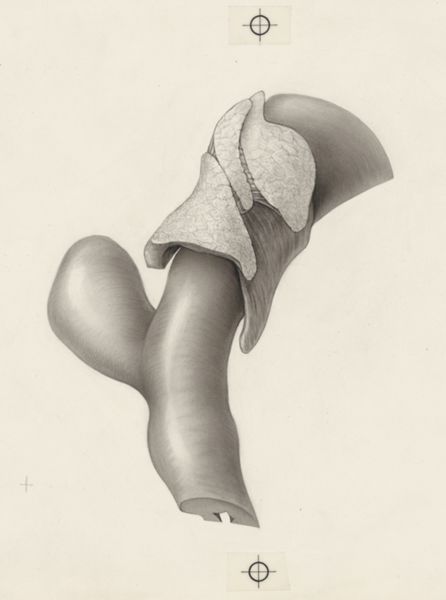 J Tinkelenberg, Human tissue