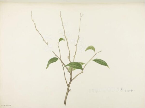 unknown, Flowers and Fruits