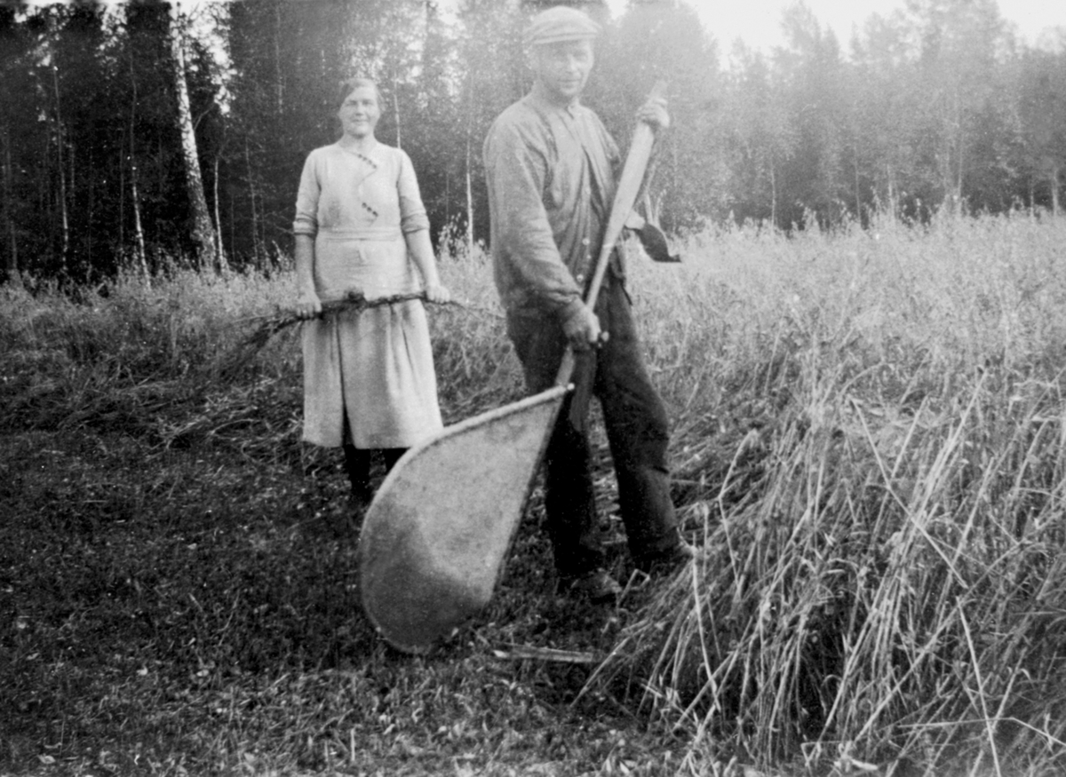 Anno Domkirkeodden, Skuronn. Jørgen Strandli slår korn med mejeljå med oppsamler av strie. Bak er Synnøve Strandli. Trettengmyra, Brøttum, Ringsaker.
