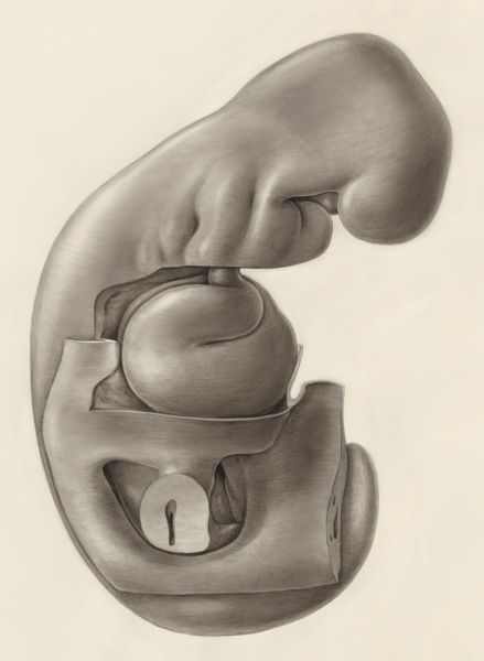 H.G Wetselaar, Human embryo