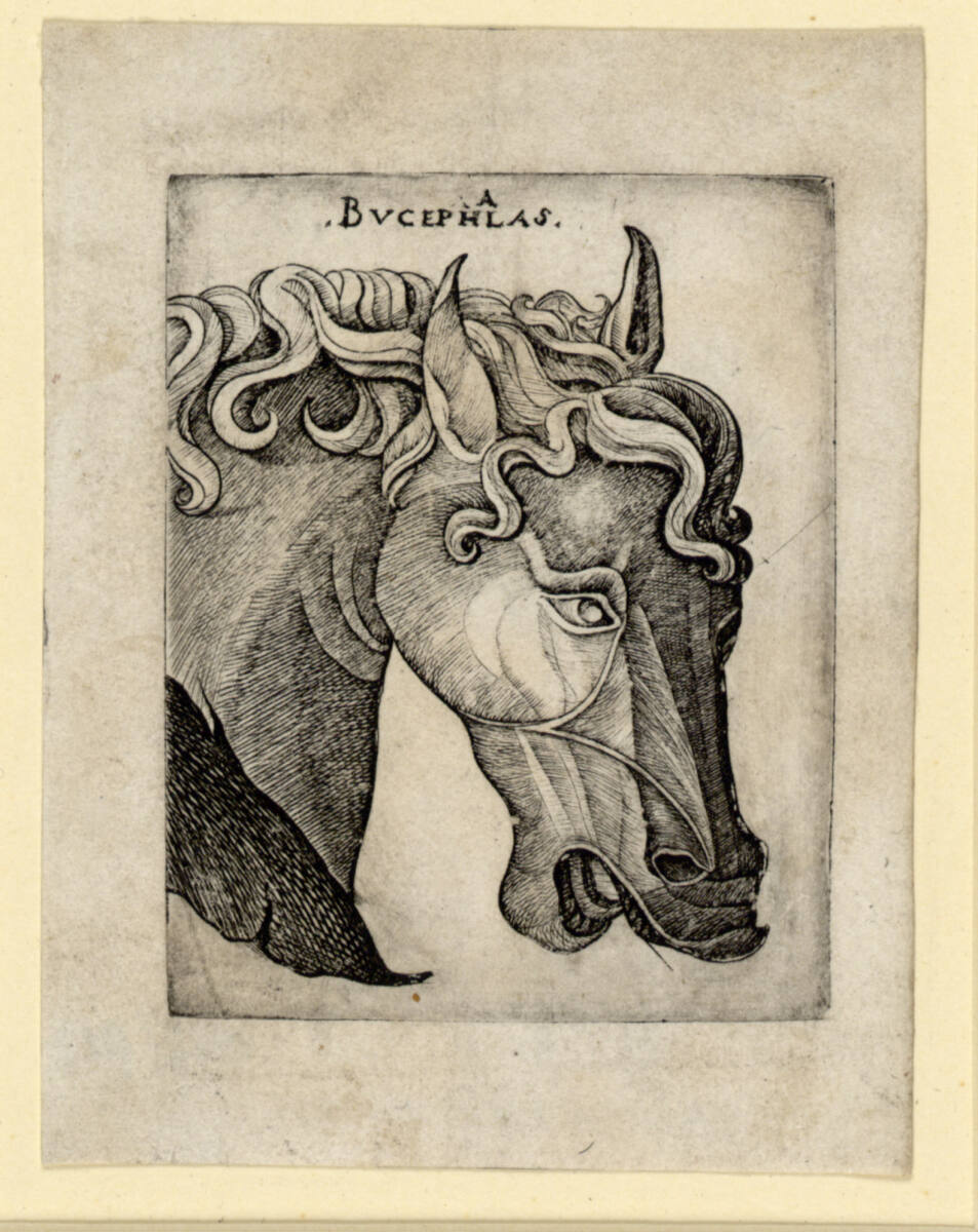 Anonym, Bucephalus