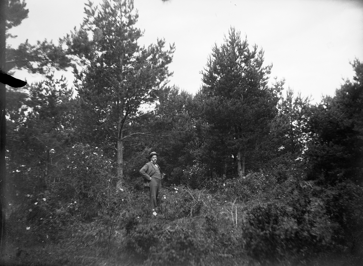 Carl Liljefors, Andreas Grill i skogen, Berthåga, Uppsala 1901