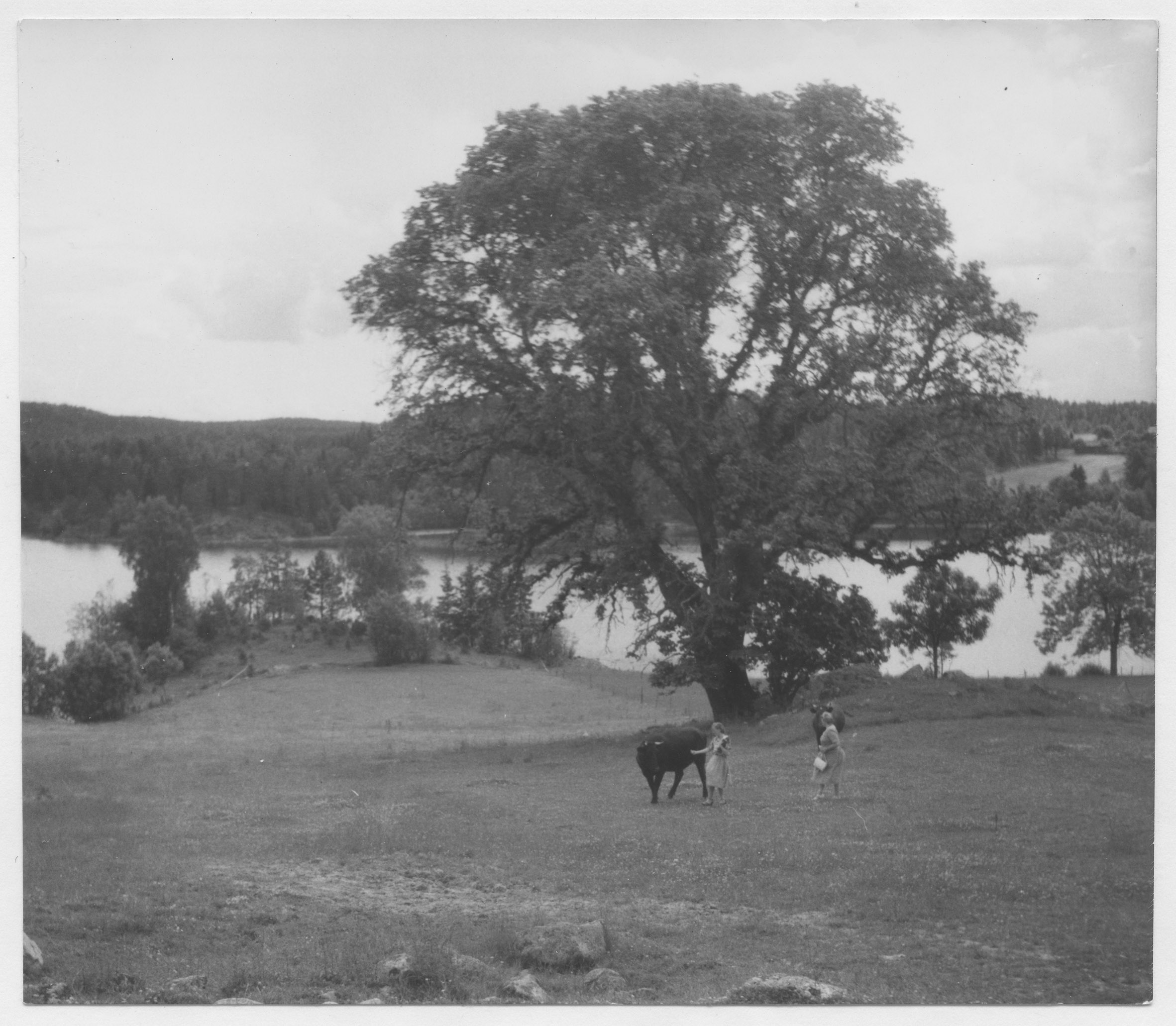 Mårten Sjöbeck, Vångsjö