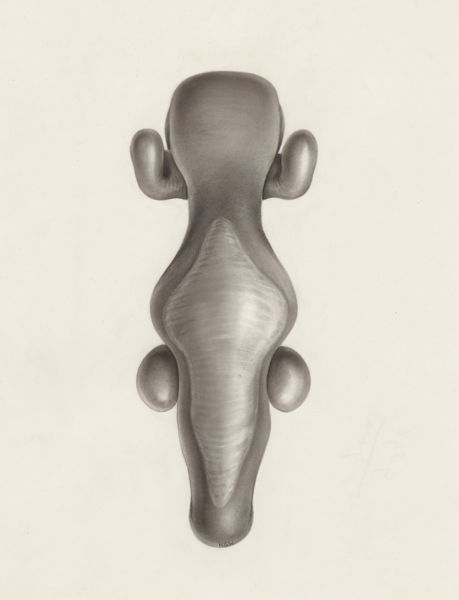 H.G Wetselaar, Hearing organ of an embryo
