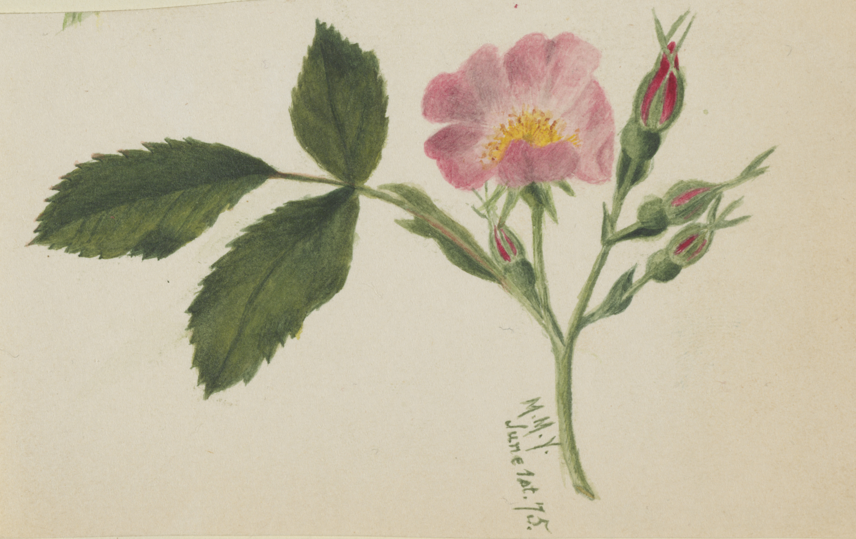 Mary Vaux Walcott, Pink Rose