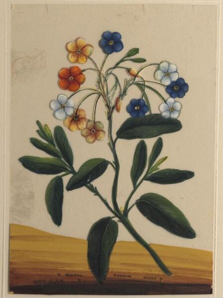 Unknown, One of eighteen drawings of flowers.