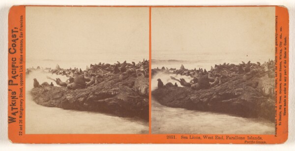 Carleton Watkins, Sea Lions, West End, Farallone [sic] Islands, Pacific Ocean.