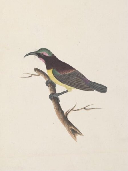 Unknown, Purple-rumped sun bird