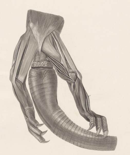 H.G Wetselaar, Muscular tissue on the hind legs of a lizard
