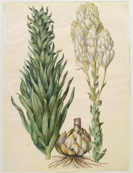 Hans Simon Holtzbecker, Lilium candidum (madonna-lilje)
