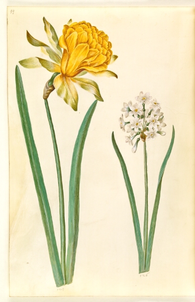 Hans Simon Holtzbecker, Narcissus pseudonarcissus (påskelilje); Narcissus tazetta (tazet)