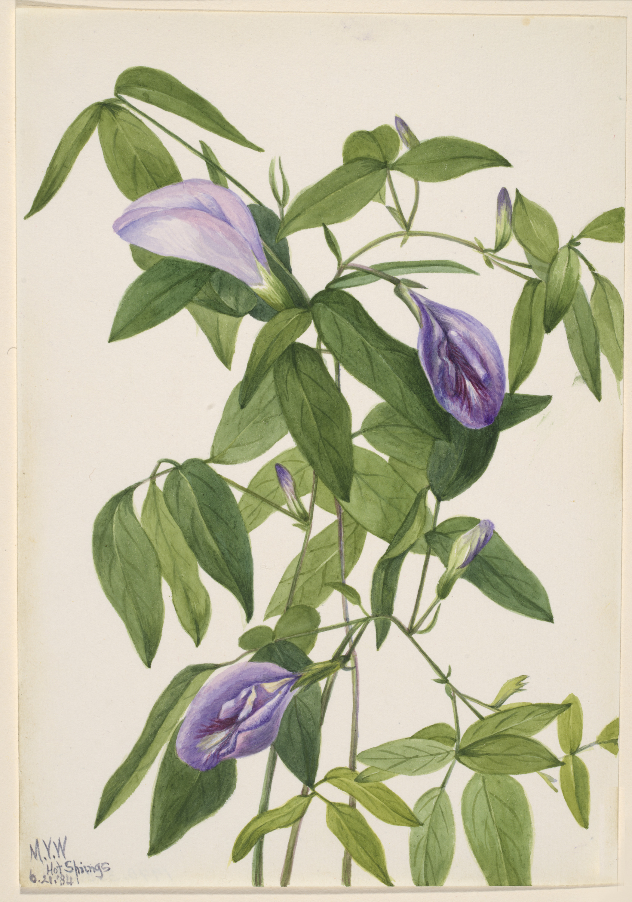 Mary Vaux Walcott, Butterfly Pea (Clitoria mariana)