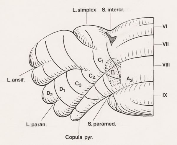 J Tinkelenberg, Part of the central nervous system