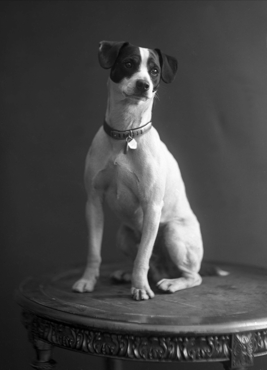 Gustav Borgen, Portrett, hund.