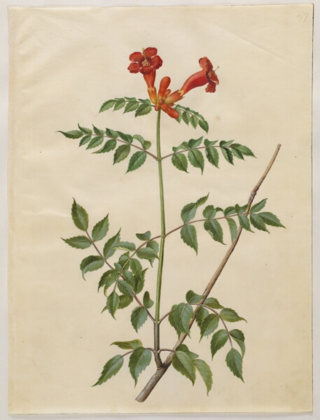 Hans Simon Holtzbecker, Campsis radicans (almindelig trompetblomst)
