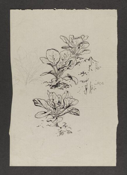 Potter, Beatrix, drawing