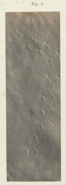 Unknown, Plate 41. Figure 3