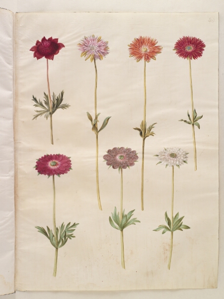 Hans Simon Holtzbecker, Anemone coronaria (fransk anemone); Anemone ×fulgens (skinnende anemone)