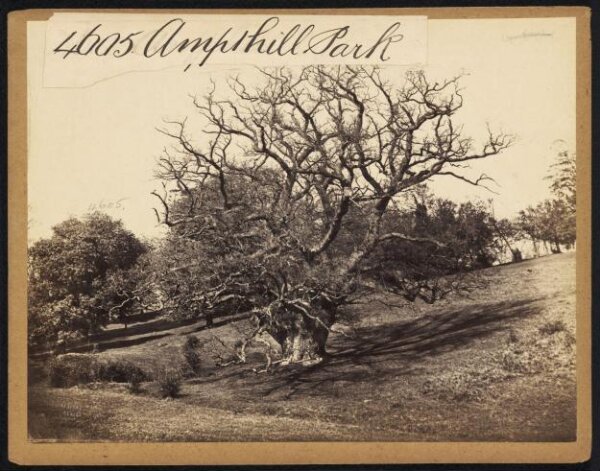 Francis Frith, Ampthill Park