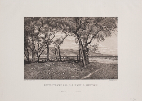 Adolph Kittendorff, Oliventræer på cap. Martin Mentone