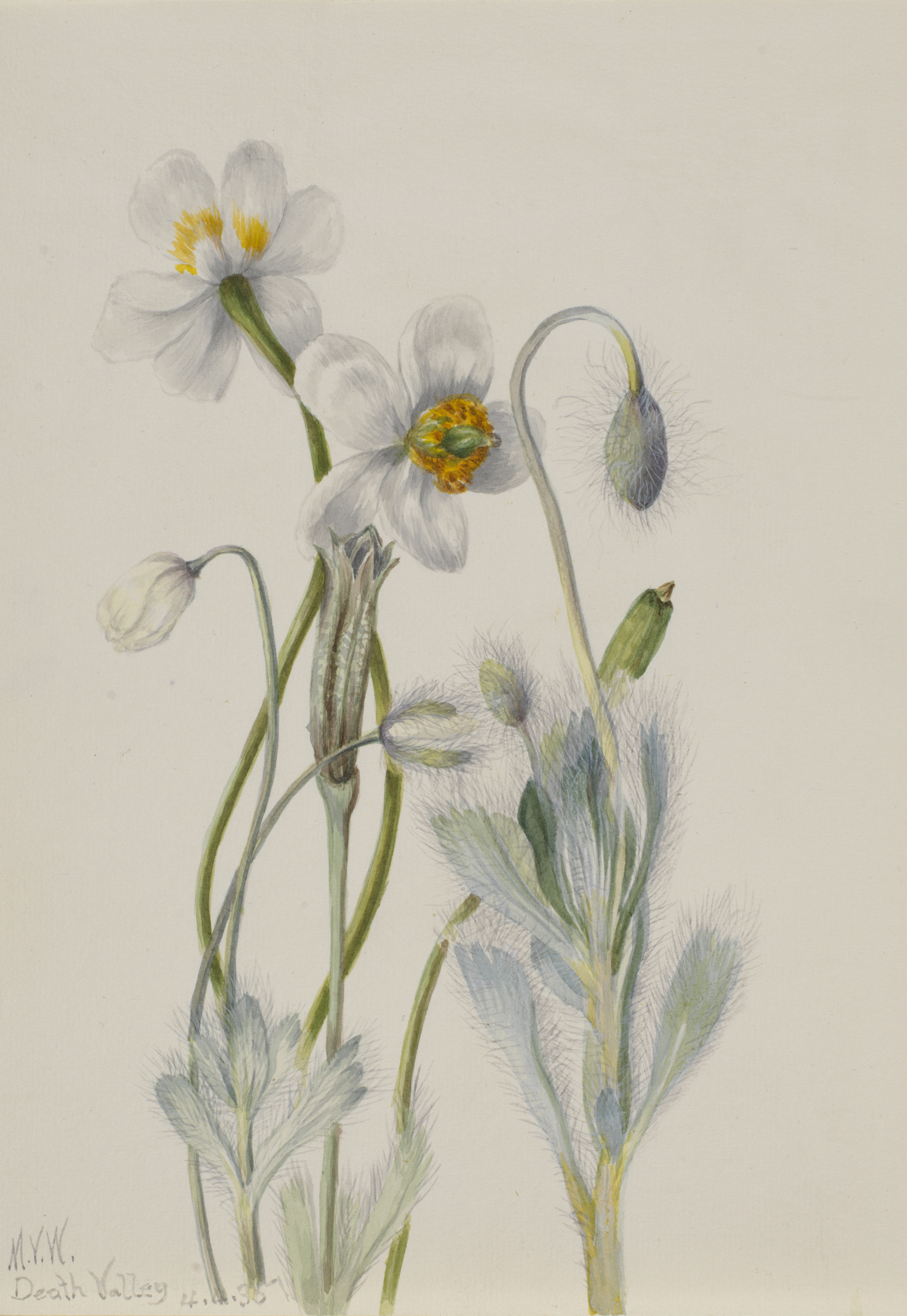 Mary Vaux Walcott, Bearpoppy (Arctomecon merriami)