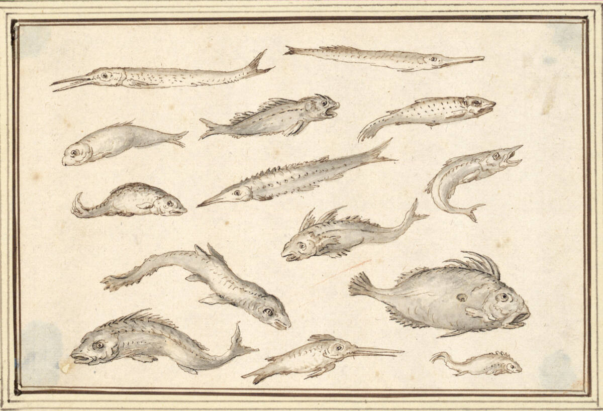 AlbertFlamen, Studienblatt mit vierzehn Fischen, in der Mitte ein Stör (V-33)