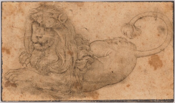 Lucas Cranach the Elder, Study of a Lion