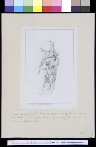M Houtman, Animals: cat, foetus