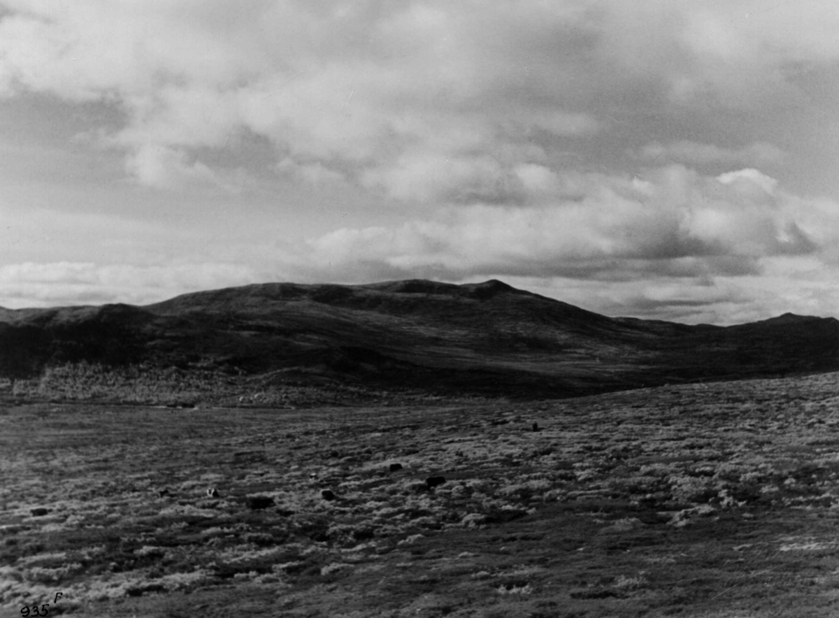 Anders Beer Wilse, Fjellvidde