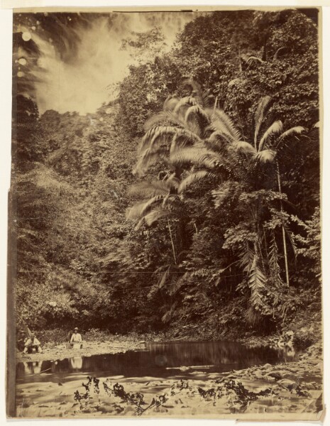 Timothy H. O'Sullivan, [Jungle Scene with Palm Trees and Other Thick Foliage, Darién Expedition, Isthmus of Panama]