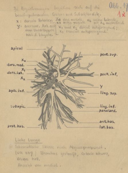 J Tinkelenberg, Bronchi