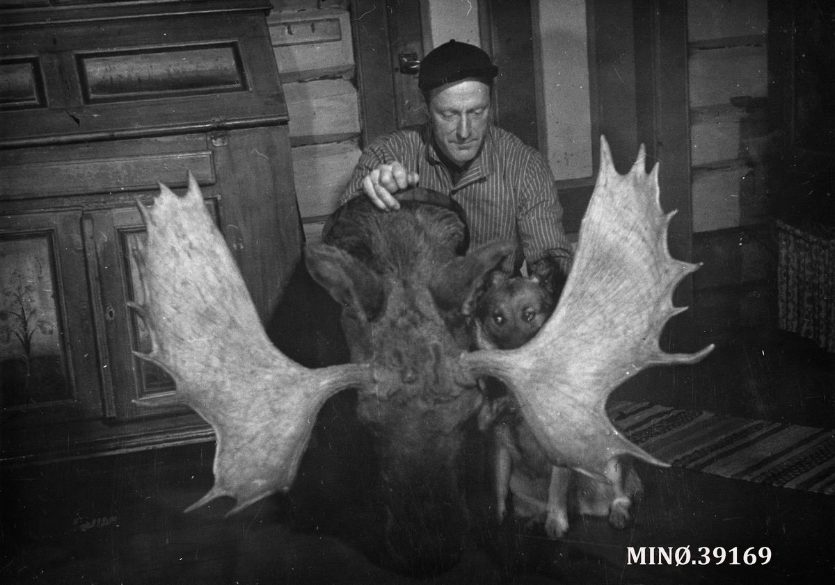 Ukjent, Ola Blæsterdalen med elg-krona til "Svartberg-bringen" - 22 spir felt 1955