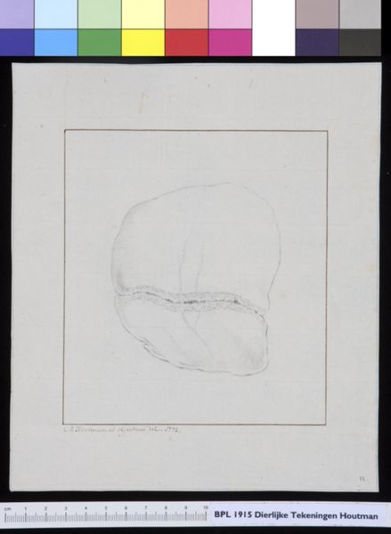 M Houtman, Animals: skull