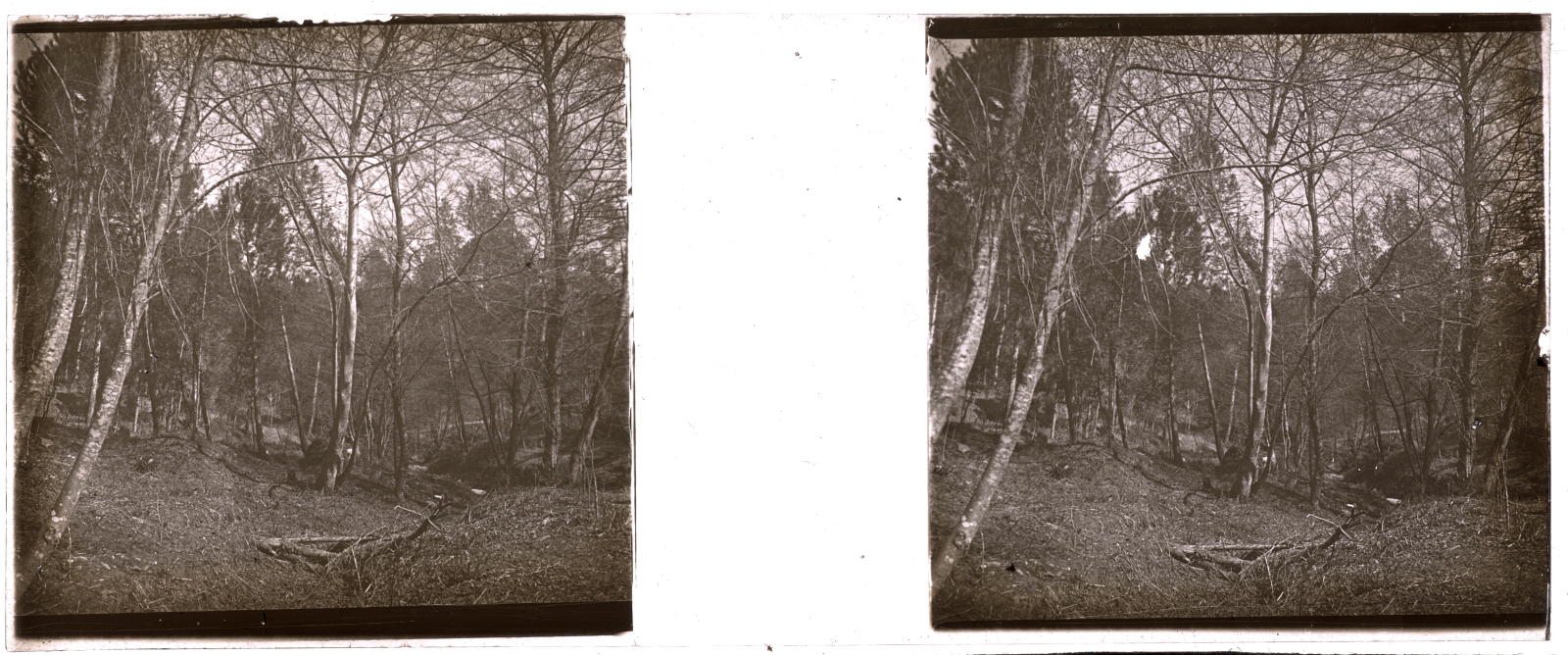 Desconegut, [Forest]