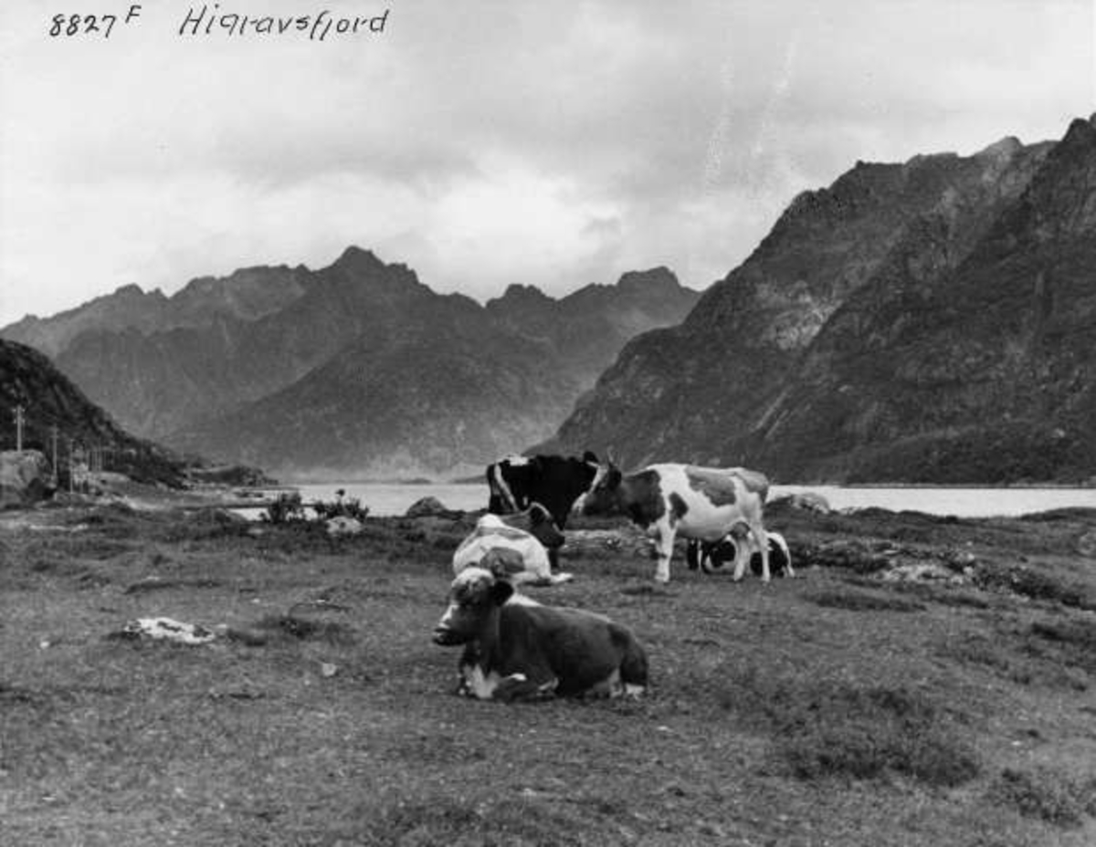 Anders Beer Wilse, -6388