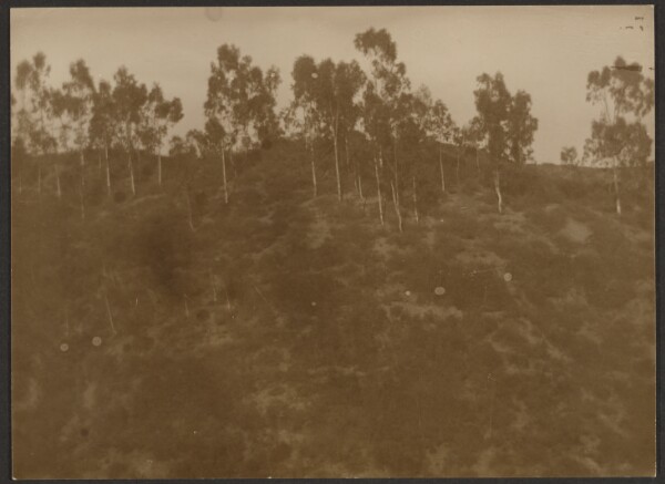 Louis Fleckenstein, [Landscape of Hill with Trees]