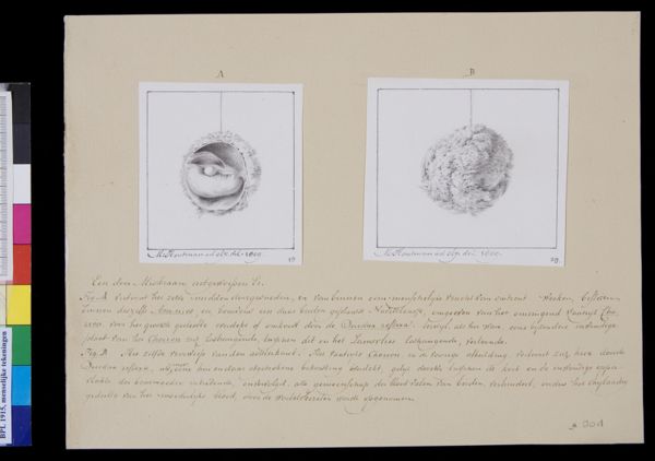 M Houtman, Embryo